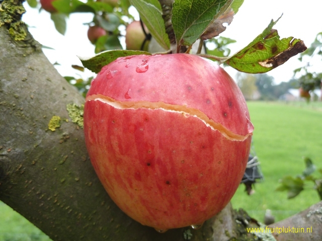 Barsten van vrucht na regen Appel; Gronigere kroon 12/10/2013